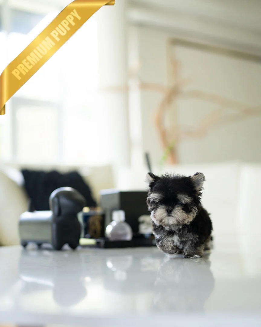 ROCKO - MALE - Image 5