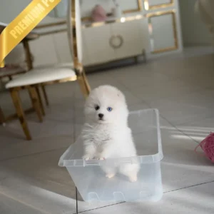 Pomeranian Husky puppy LUCKY - MALE