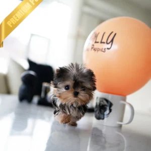 YORKIE Puppy ZOEY - FEMALE