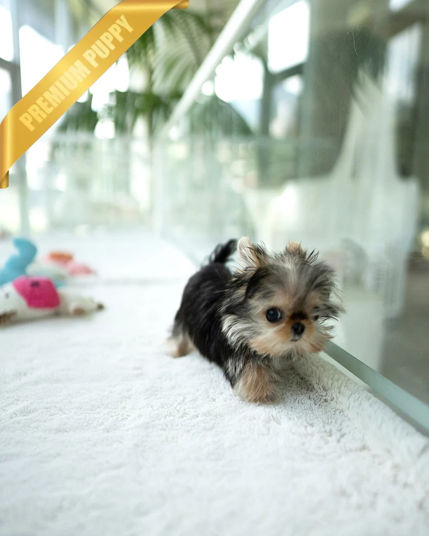 Buy Yorkie puppy(GRACE - FEMALE) - Image 3