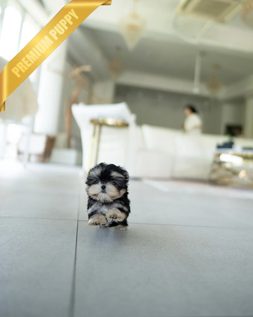 ROVER - MALE - Image 2