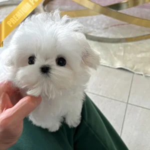 GRACE - FEMALE