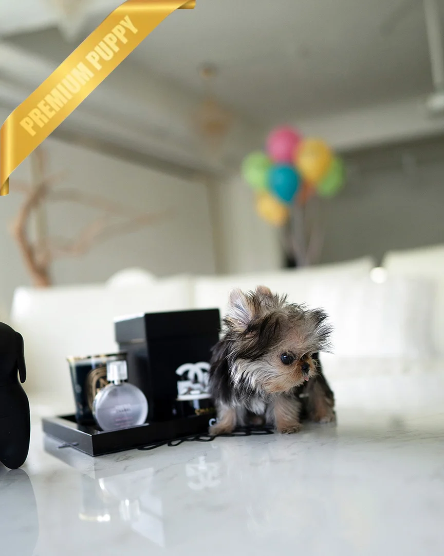 Buy Yorkie puppy(GRACE - FEMALE) - Image 2