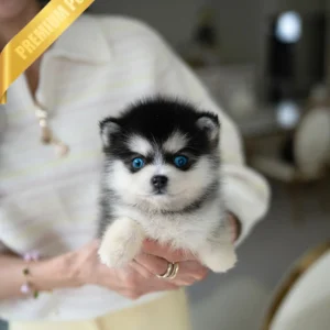 POMSKY Puppy OSCAR - MALE