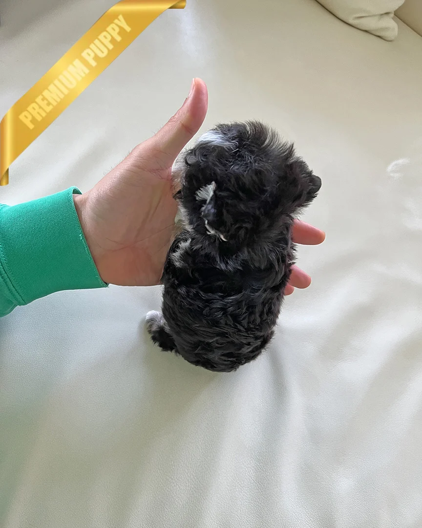 MARLEY - MALE - Image 2