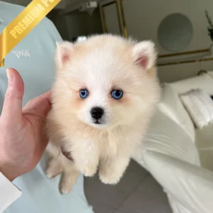 Buy Pomsky Puppy (NOLA - FEMALE
