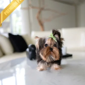 teacup yorkie puppies for sale (MAGGIE - FEMALE)