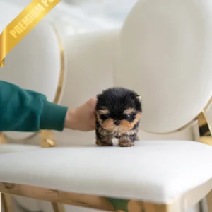 GIZMO - MALE