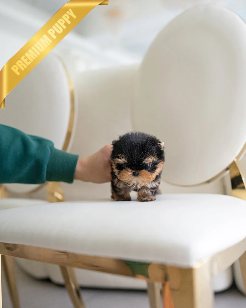 GIZMO - MALE