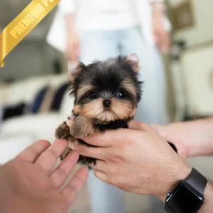 teacup yorkie puppies for sale(KOFI - MALE)