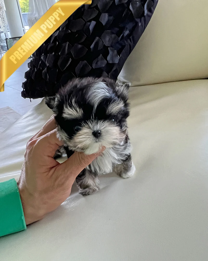 MARLEY - MALE - Image 3