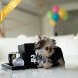 Buy Yorkie puppy(GRACE - FEMALE)