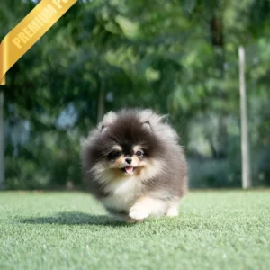 Pomeranian Puppies Available (ONYX - MALE