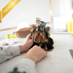 Yorkie Puppy (CHANEL - FEMALE)