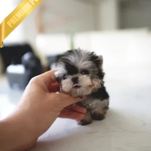 Yorkie puppy for sale online (LUNA - FEMALE)
