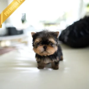 YORKIE Puppy(MAGGIE - FEMALE)