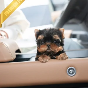 yorkie puppies for sale online(STELLA - FEMALE)