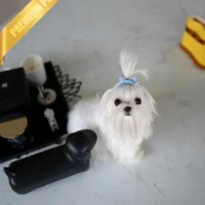 TOTO - MALE