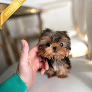 Buy Yorkie puppy KOFI - MALE