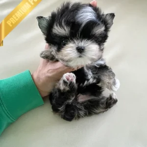 MARLEY - MALE