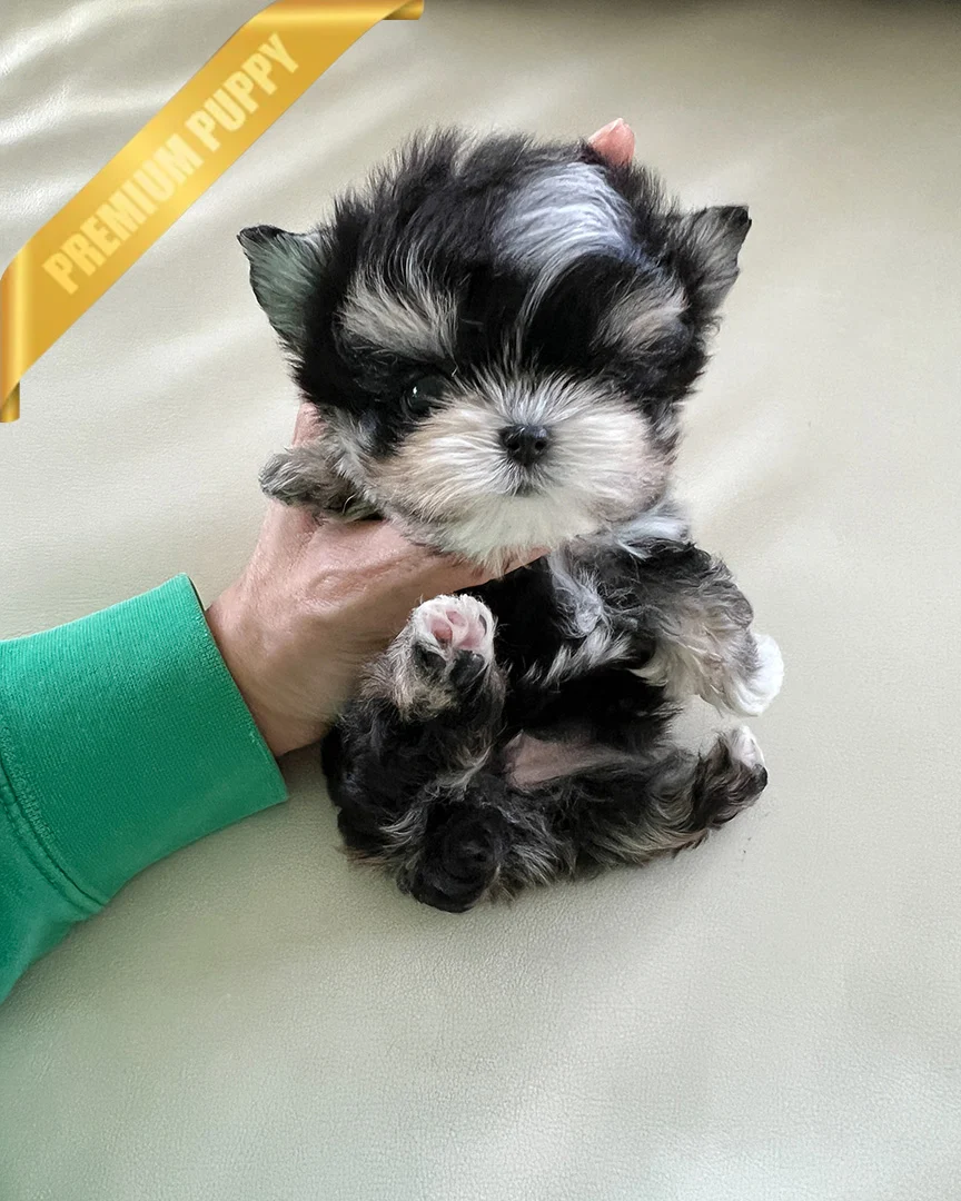 MARLEY - MALE