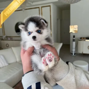 POMSKY Puppy ROXY - FEMALE