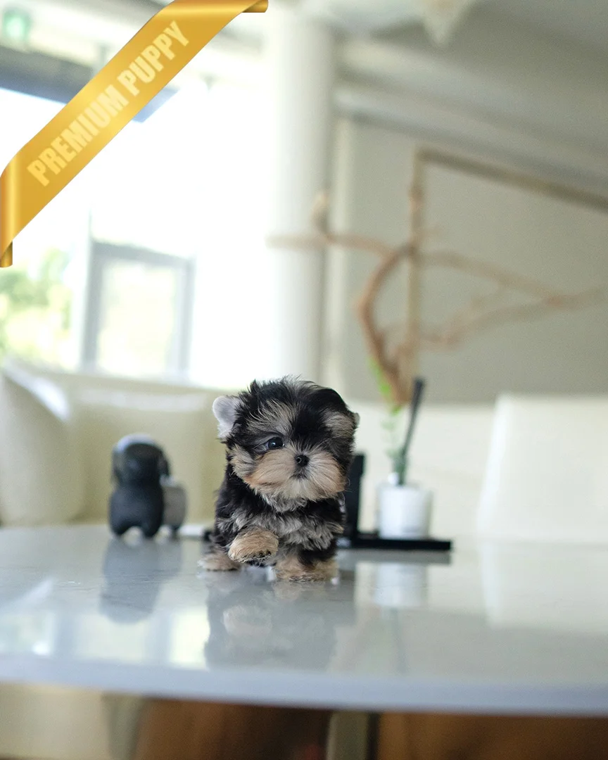 ROVER - MALE - Image 3