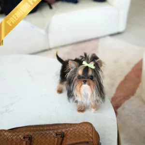 GUCCI - MALE