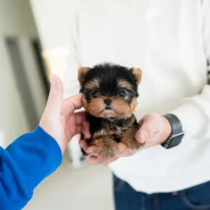 Yorkie puppy (KOFI - MALE)