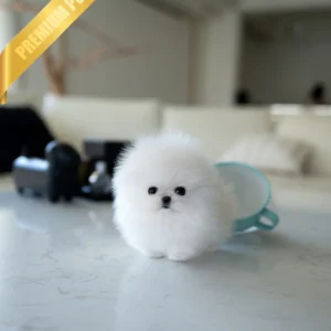 Pomsky Puppy Near Me SOM - FEMALE