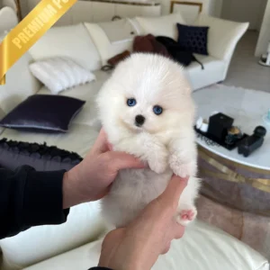 Pomeranian Husky puppy for sale NANA - FEMALE