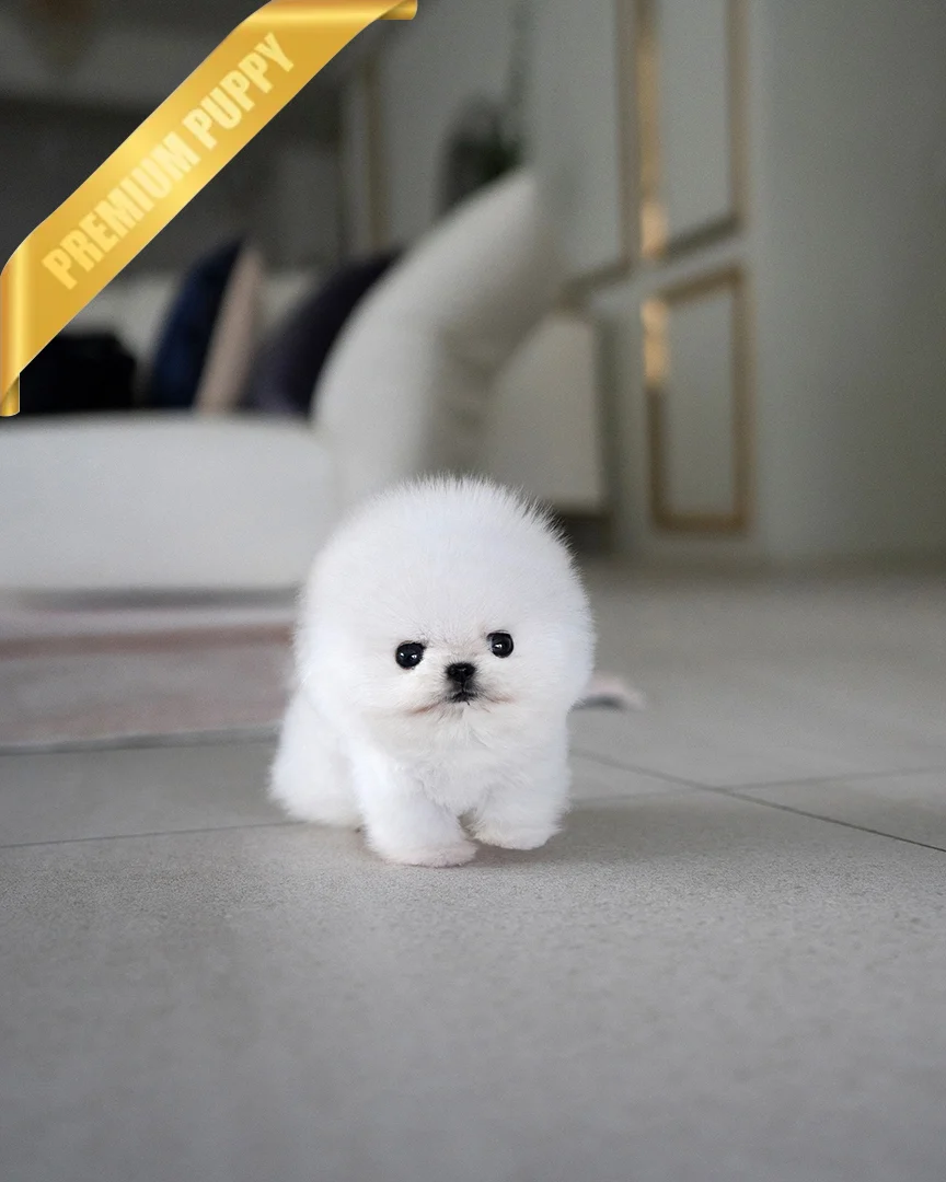 Pomeranian Puppy for Sale ASPEN - MALE - Image 4