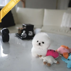 Pomeranian Puppy for Sale ASPEN - MALE