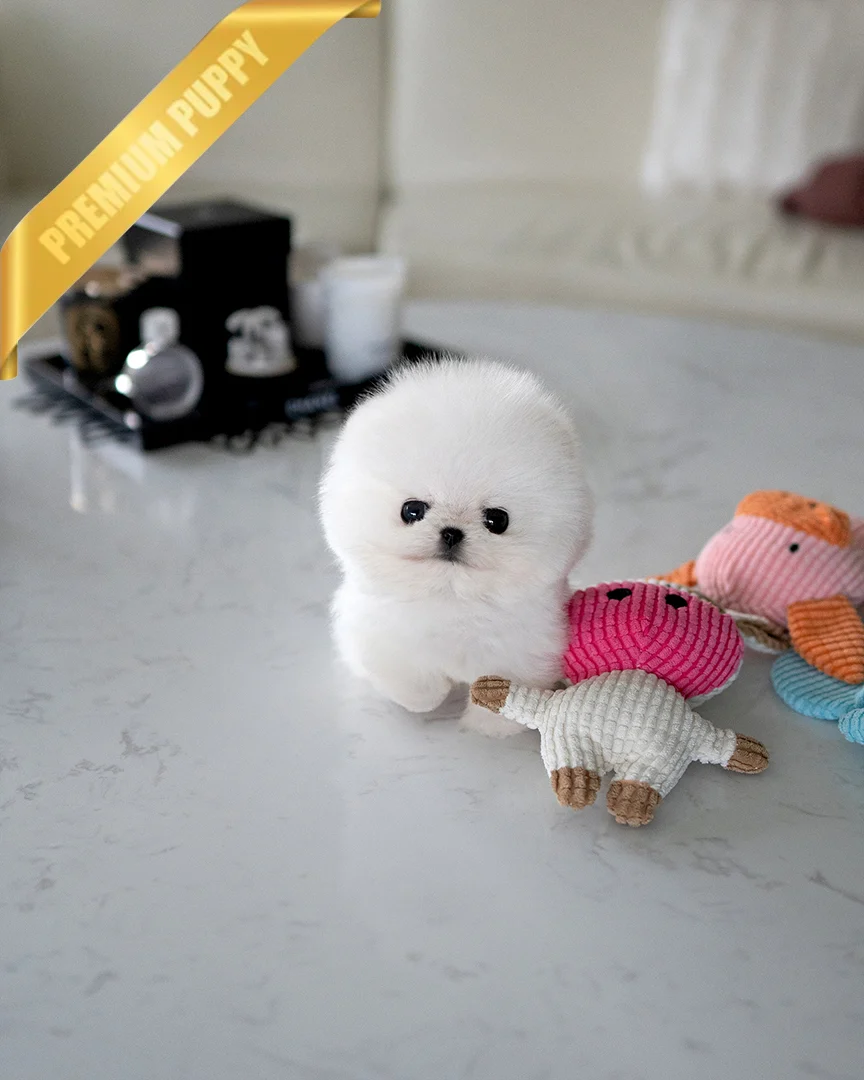Pomeranian Puppy for Sale ASPEN - MALE - Image 3