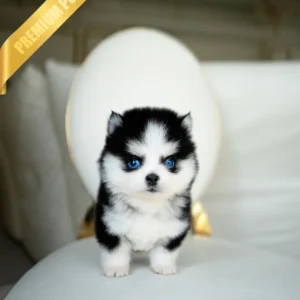 Pomsky dog for sale OSCAR - MALE