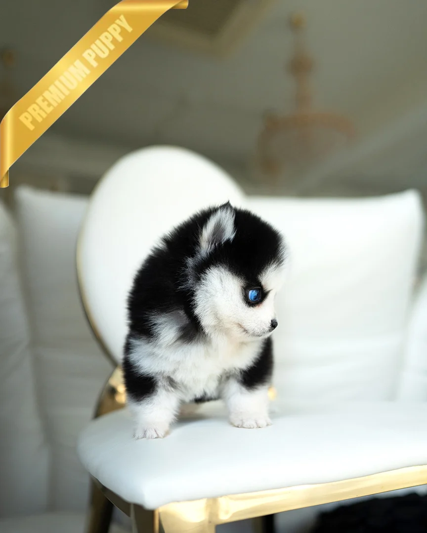 OSCAR - MALE - Image 3