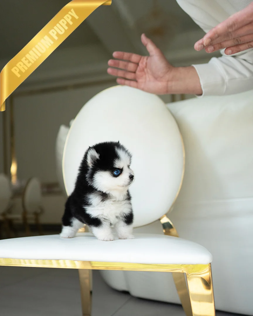 OSCAR - MALE - Image 4