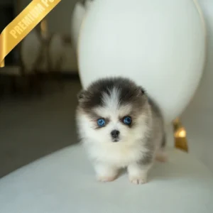 buy Pomsky puppy ROXY - FEMALE