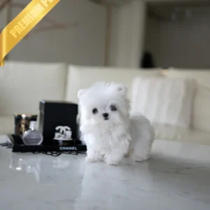 MOCHI - FEMALE