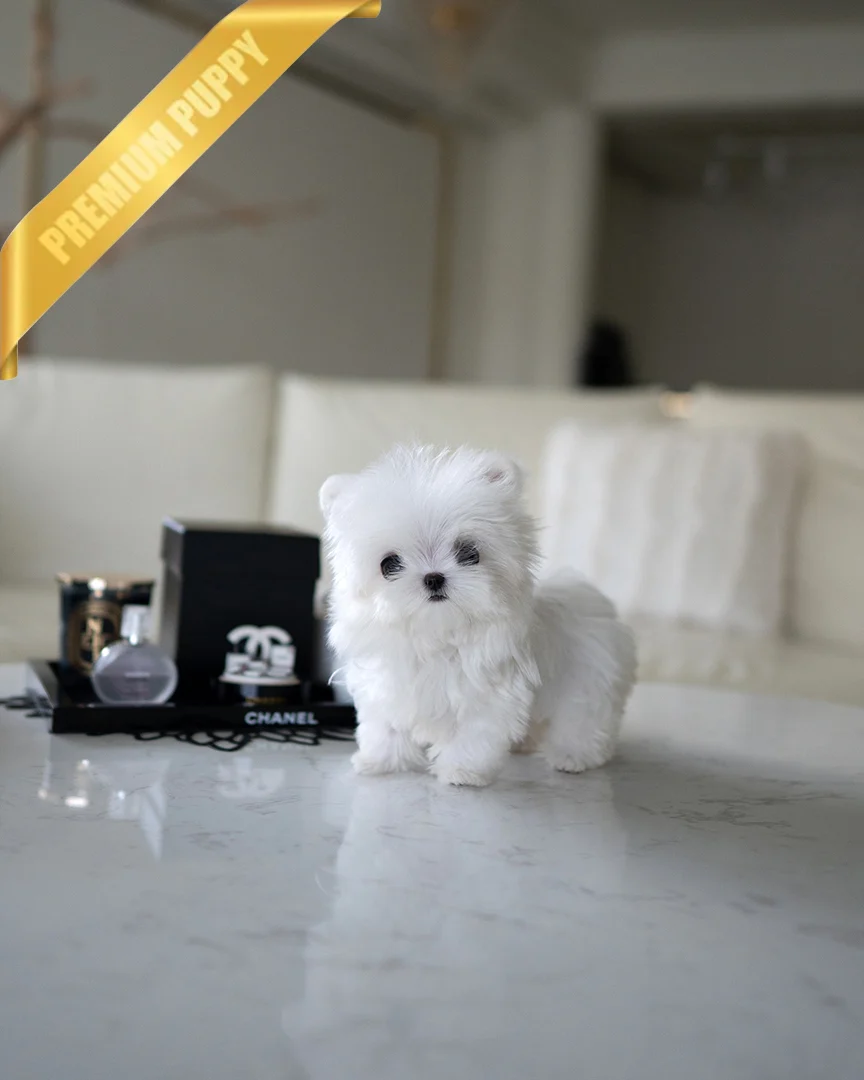 MOCHI - FEMALE