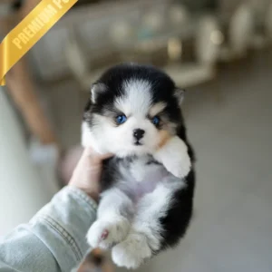 Buy Pomsky puppy COCO - FEMALE
