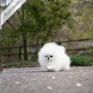 Buy Pomeranian Puppy DIANA - FEMALE
