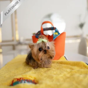 yorkie puppy for sale ( TOTO - MALE)