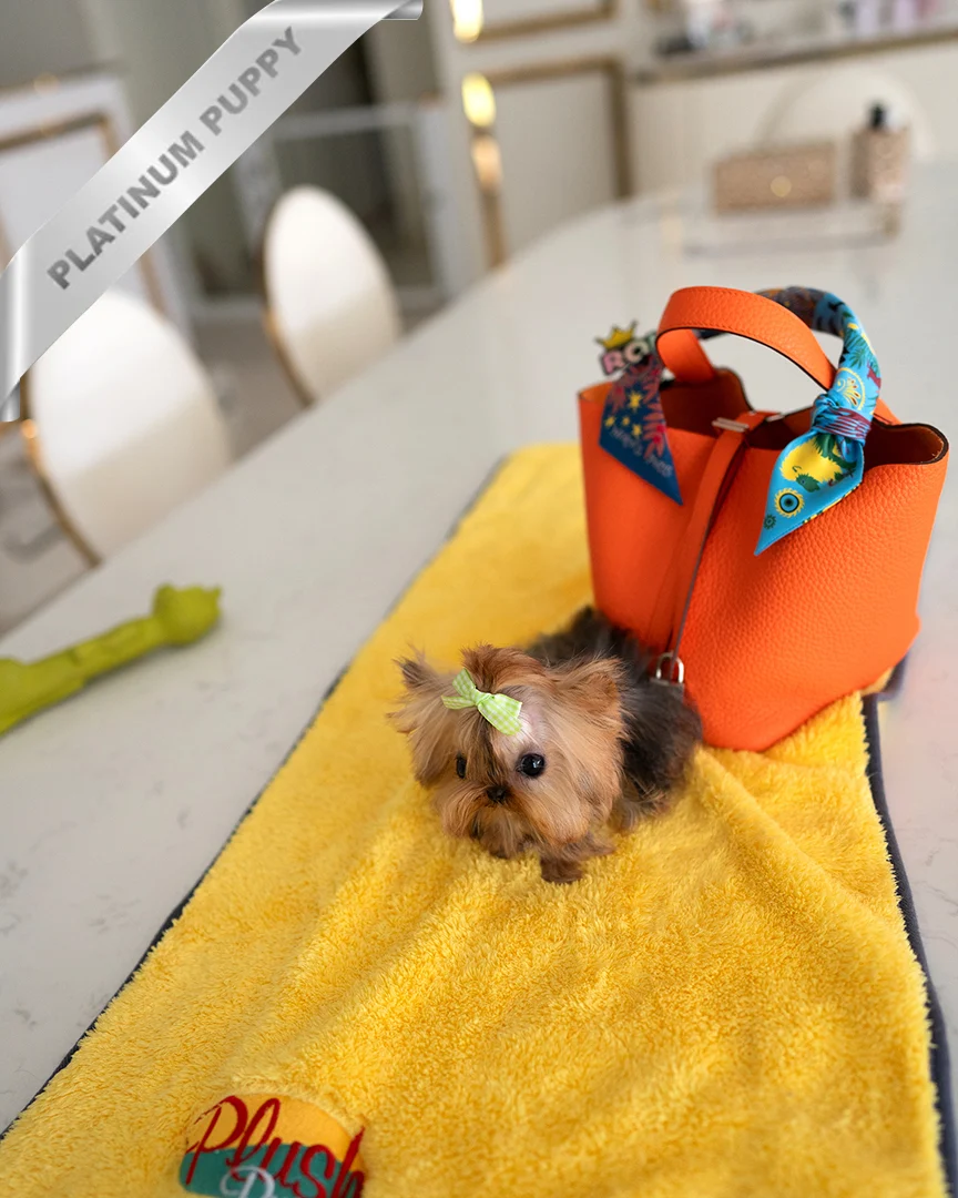 TOTO - MALE - Image 2