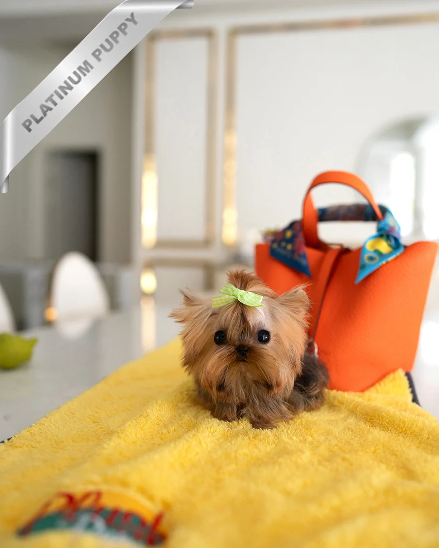 TOTO - MALE - Image 4