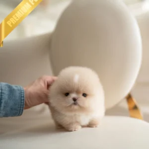 Pomeranian Puppies Available MOCHI - MALE