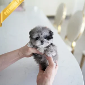 OREO - MALE