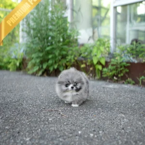 Pomeranian Dog for Sale (DIANA - FEMALE)