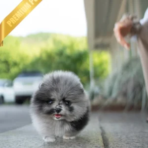 Buy Pomeranian Puppy Near Me (KYLE - MALE)