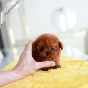 poodle puppies for sale online(JENNIE - FEMALE)